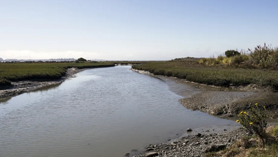 A peaceful moment in nature along the Bay Trail.