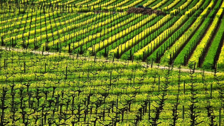 Aerial over vineyards along the Silverado Trail in Napa.