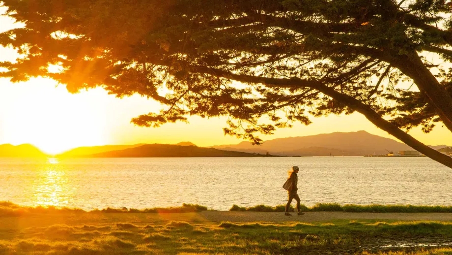 Silhouette of a person at sunset walking beneath a beautiful tree in Contra Costa County.