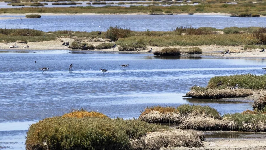 Birds in the shallow waters of the Alviso Salt Ponds.